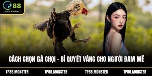 Cách chọn gà chọi